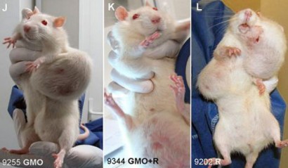 Rats