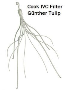 gunther-tulip